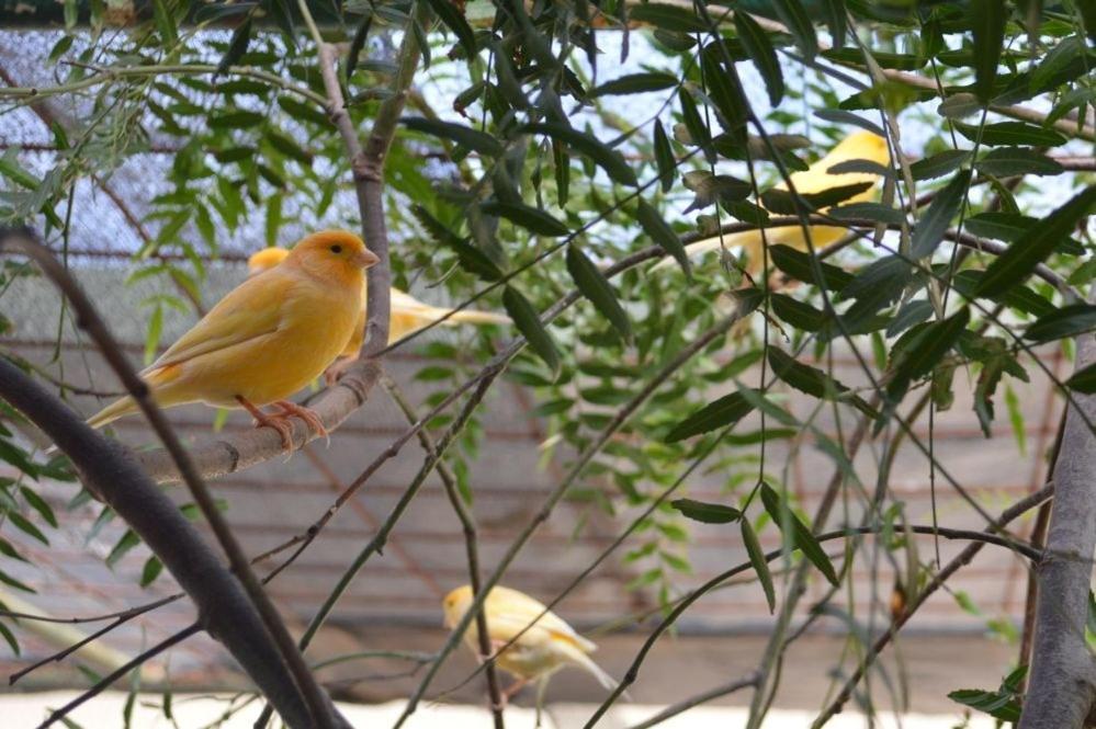 Paringa Caravan Park Renmark Εξωτερικό φωτογραφία